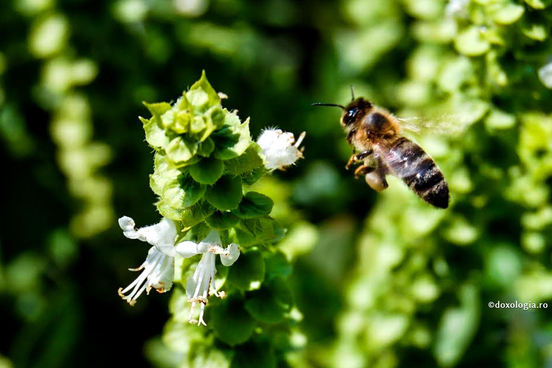 Preparat hrănitor împotriva osteoporozei