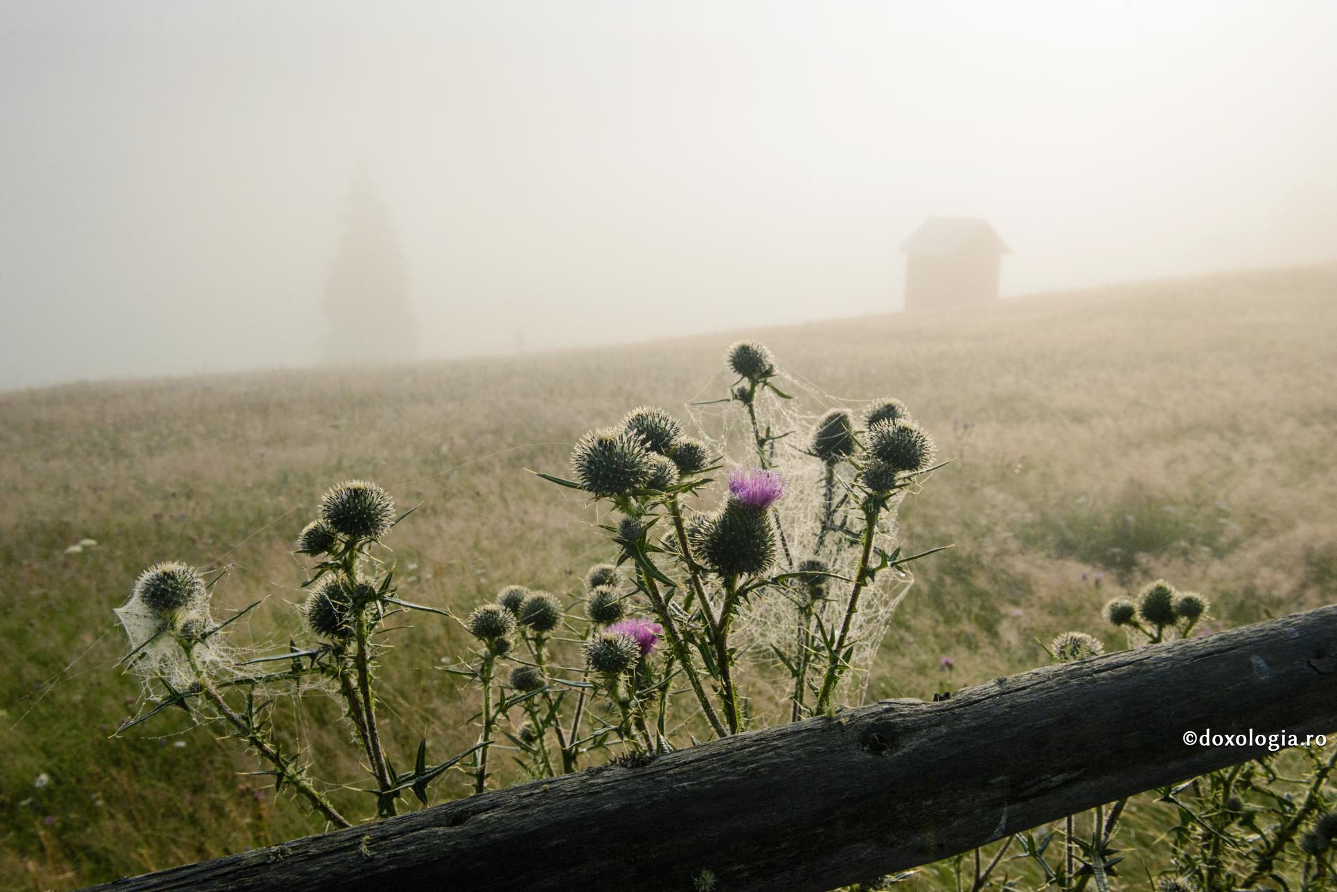 Moralitatea este cea mai bună metodă de protejare împotriva bolilor sexuale