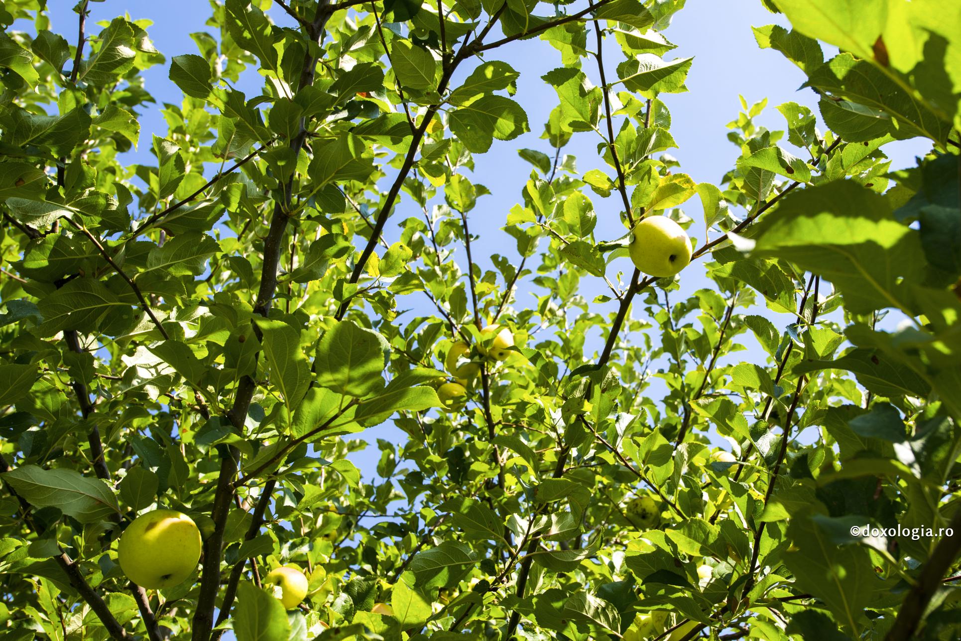 Trei sucuri pentru îndepărtarea halitozei