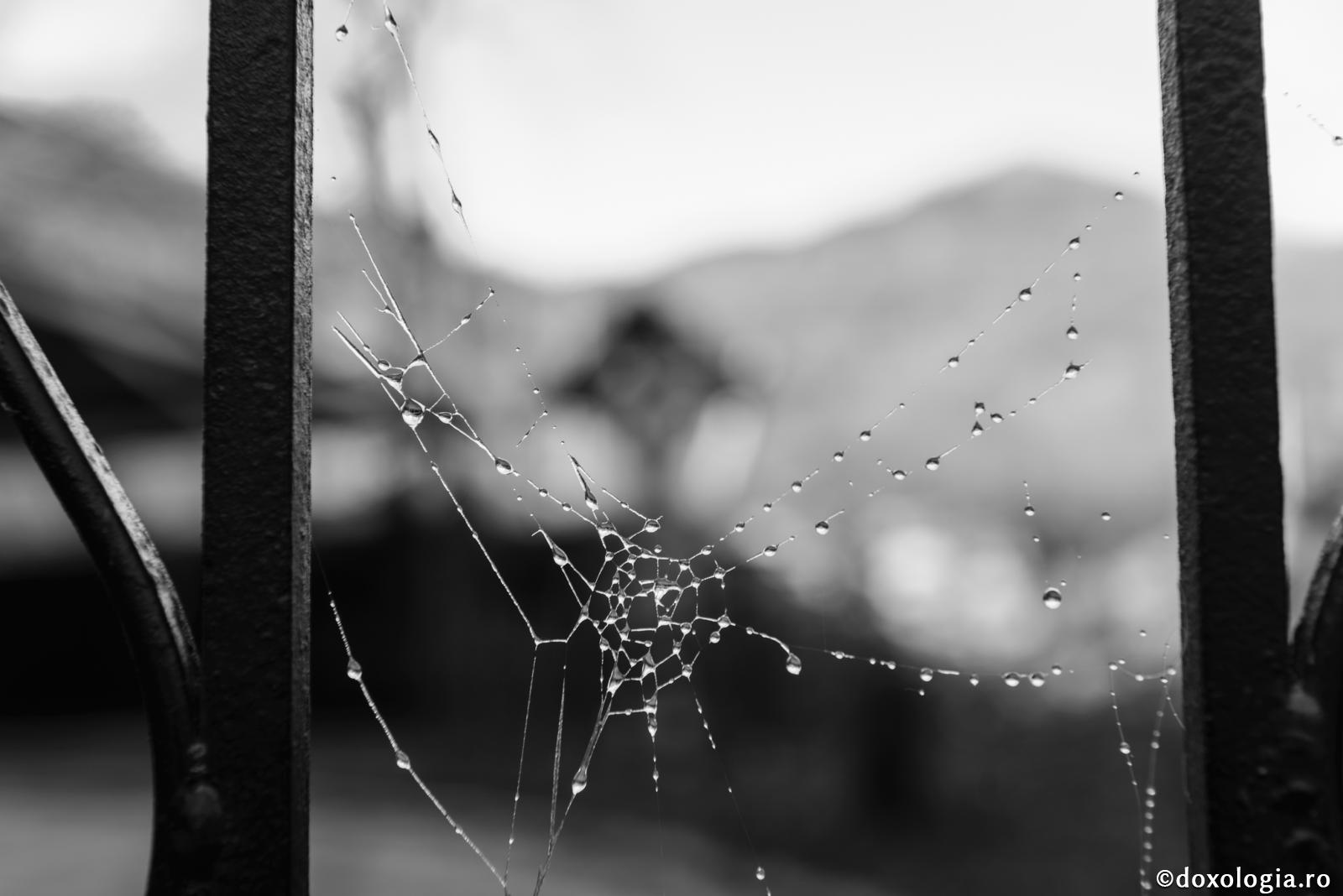 Plânsul fără tulburare alungă toate relele