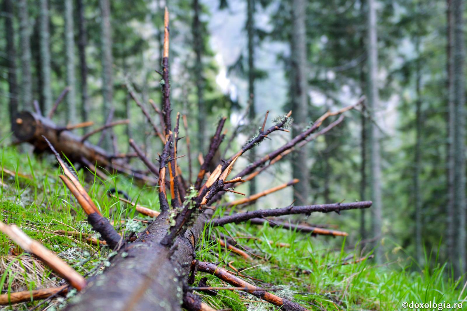 Neținerea de minte a răului este semnul adevăratei pocăințe