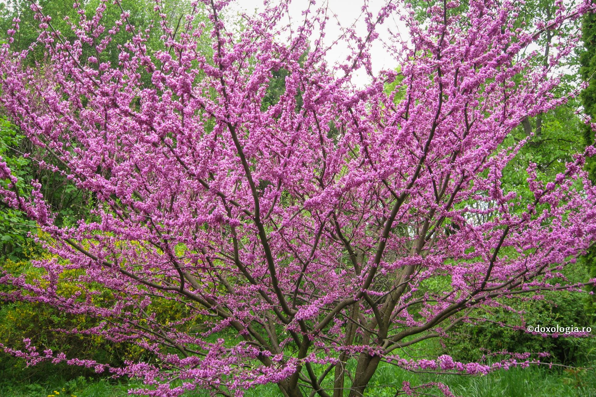 Din multă bunătate, nu mai ştii ce-i răutatea