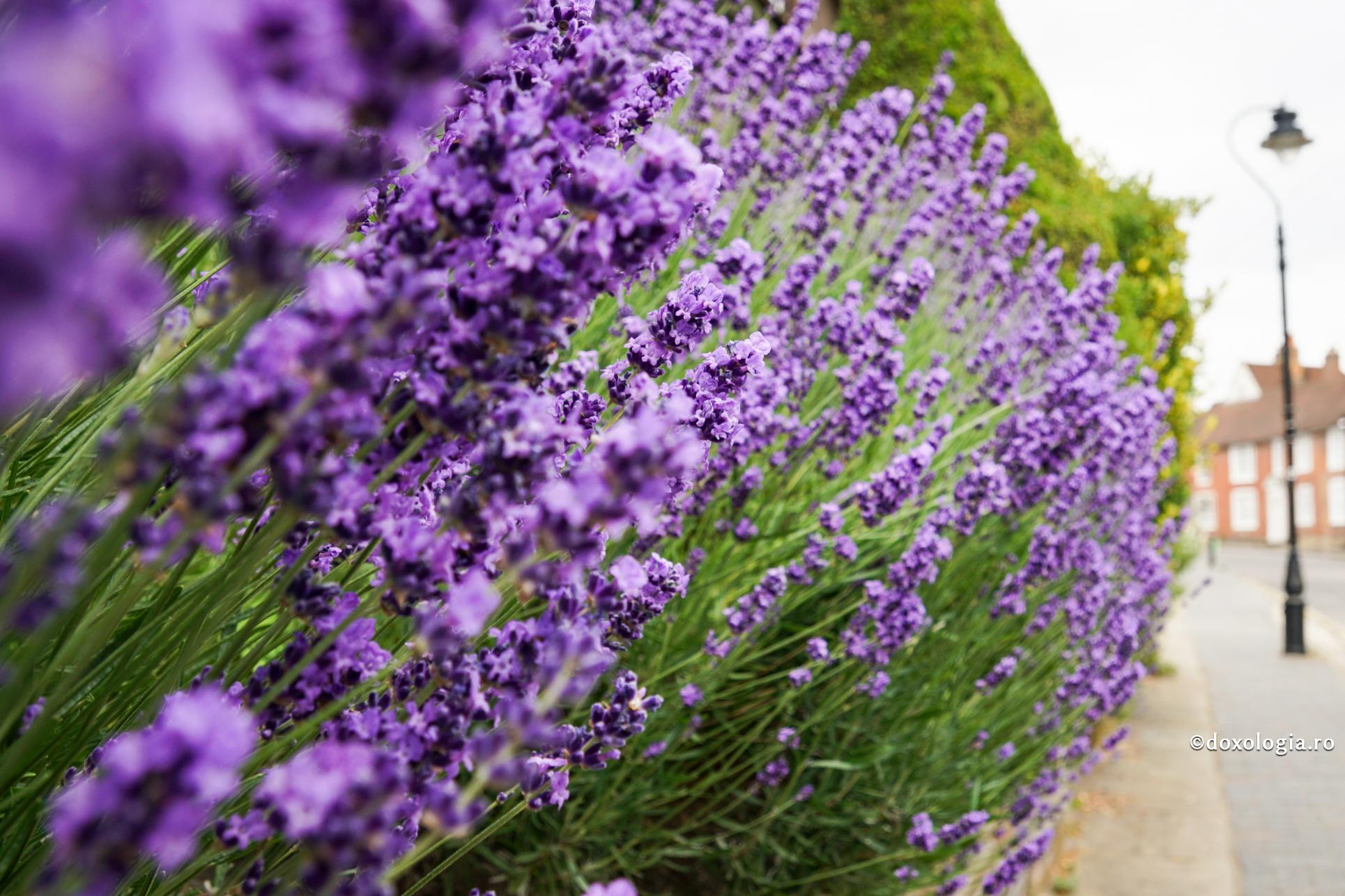 Foto: Oana Nechifor Întru Dumnezeu, pesimismul și încruntarea nu își găsesc locul