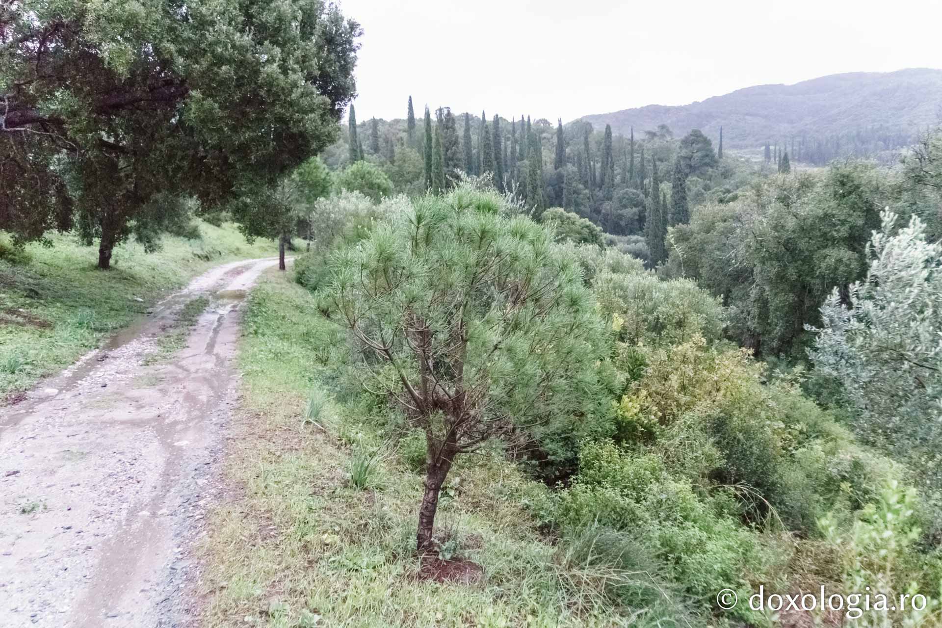 (Foto) Pași de pelerin la Chilia „Sfinții Doctori fără de arginți Cosma și Damian” – Vatoped, Athos (Foto) Pași de pelerin la Chilia „Sfinții Doctori fără de arginți Cosma și Damian” – Vatoped, Athos