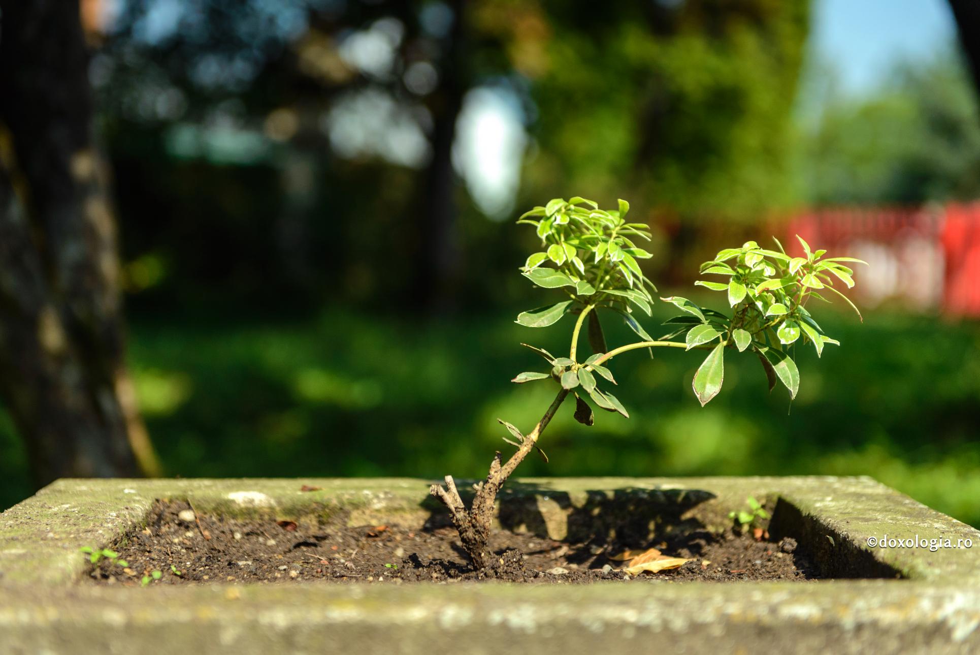 Ce e mai scump ca viața?