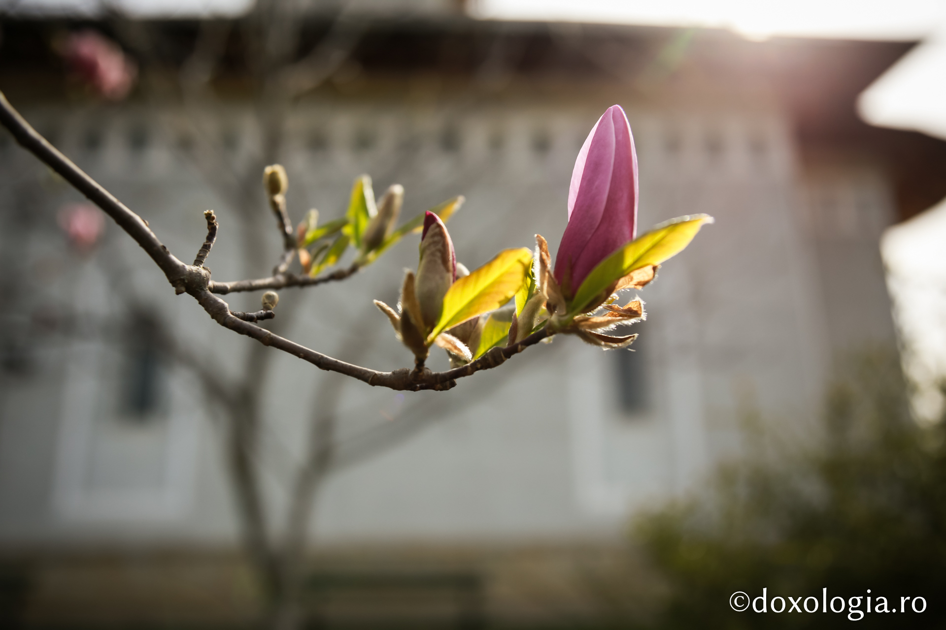 (Foto) Slujba scoaterii Sfântului Epitaf la bisericile din zona Piatra Neamț