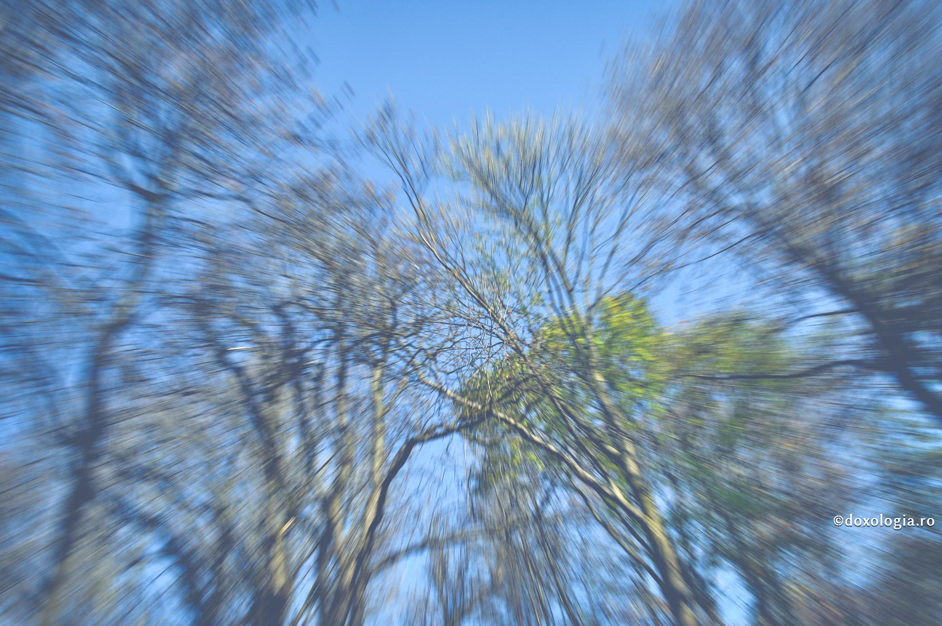 copaci fără frunze