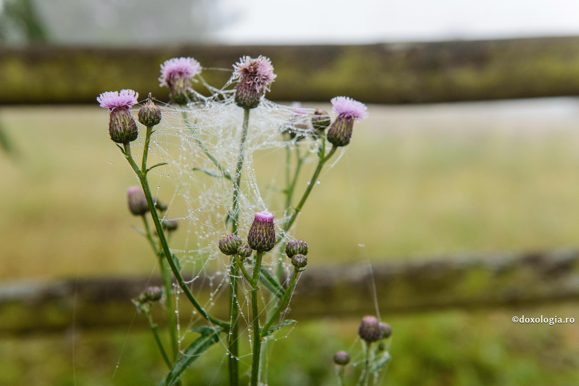 (Video) Cine sunt prorocii mincinoși?