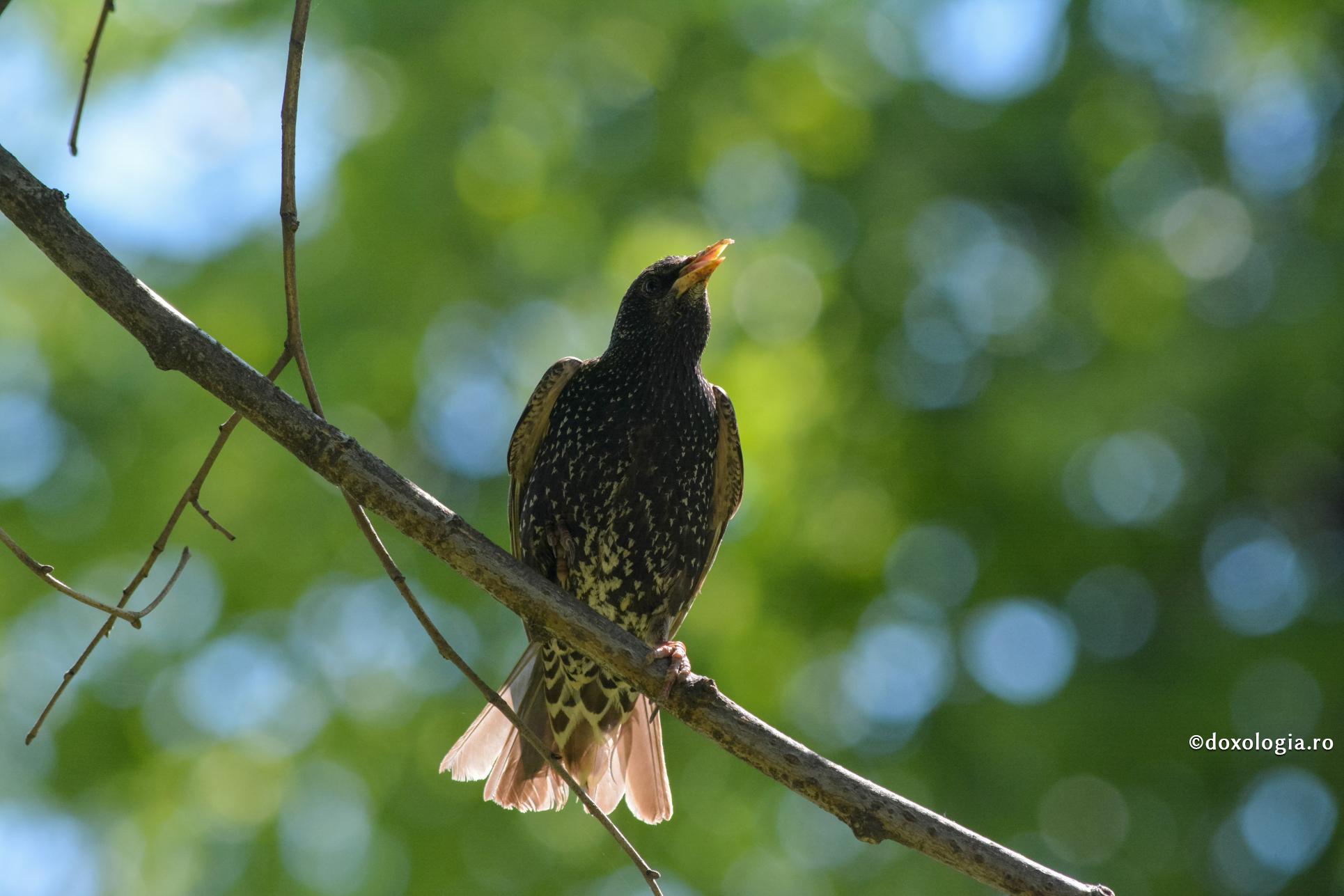 Și-au făcut cuib în biserică: La Sighișoara, două perechi de păsări cântă împreună cu preotul în timpul Sfintei Liturghii