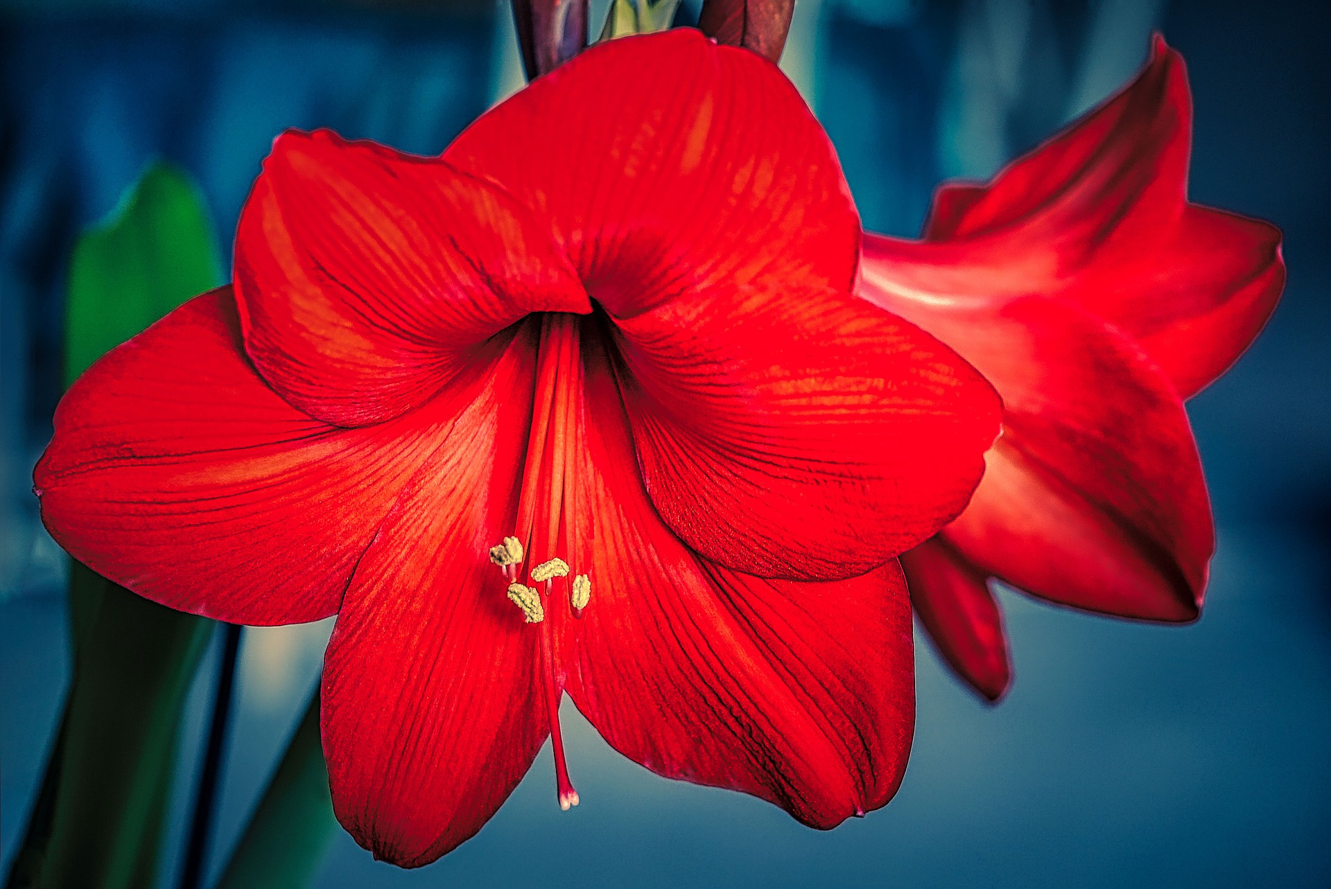 Flori de hibiscus Beneficiile uleiului de hibiscus pentru piele și păr