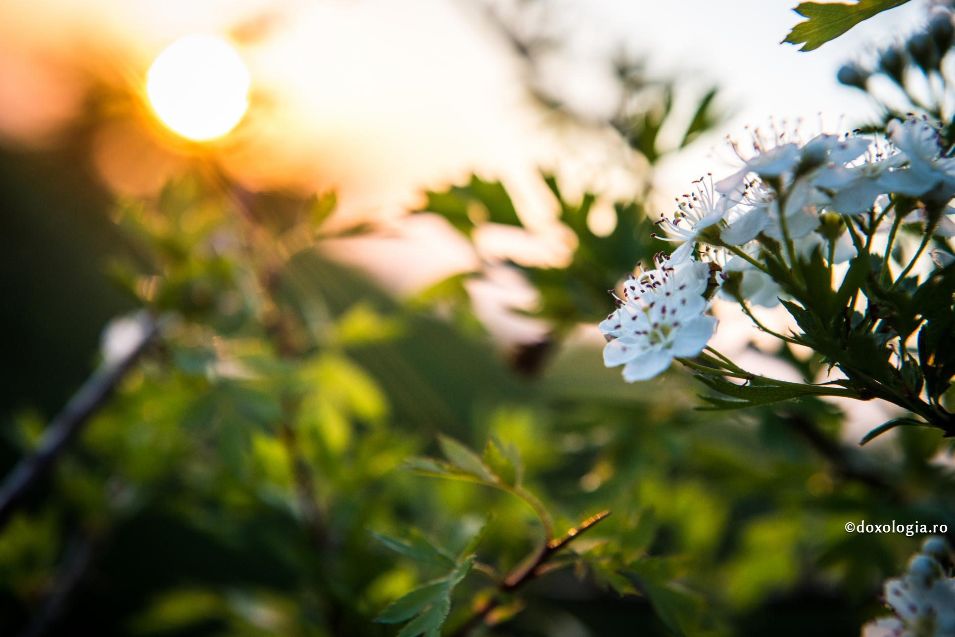 Grija lui Dumnezeu înseamnă bunătate, libertate și iubire