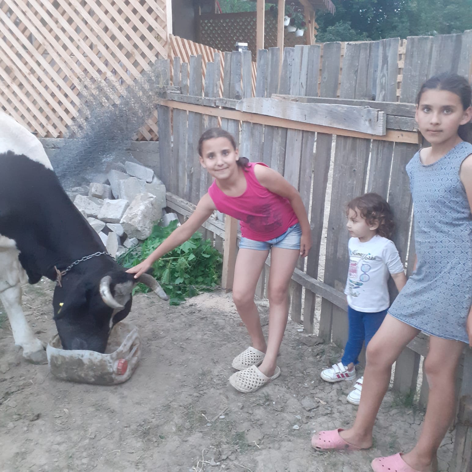 Copiii din familia Pătrașcu au primit în dar o văcuță!
