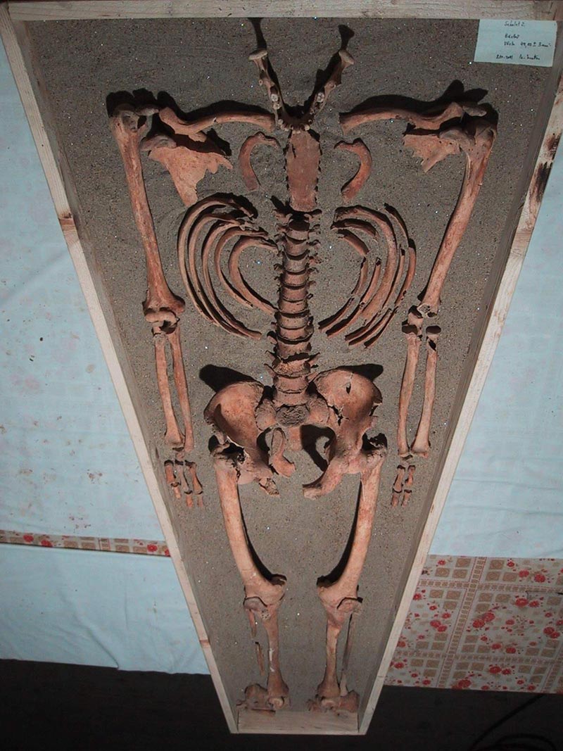 Moaștele Sfântului Astion