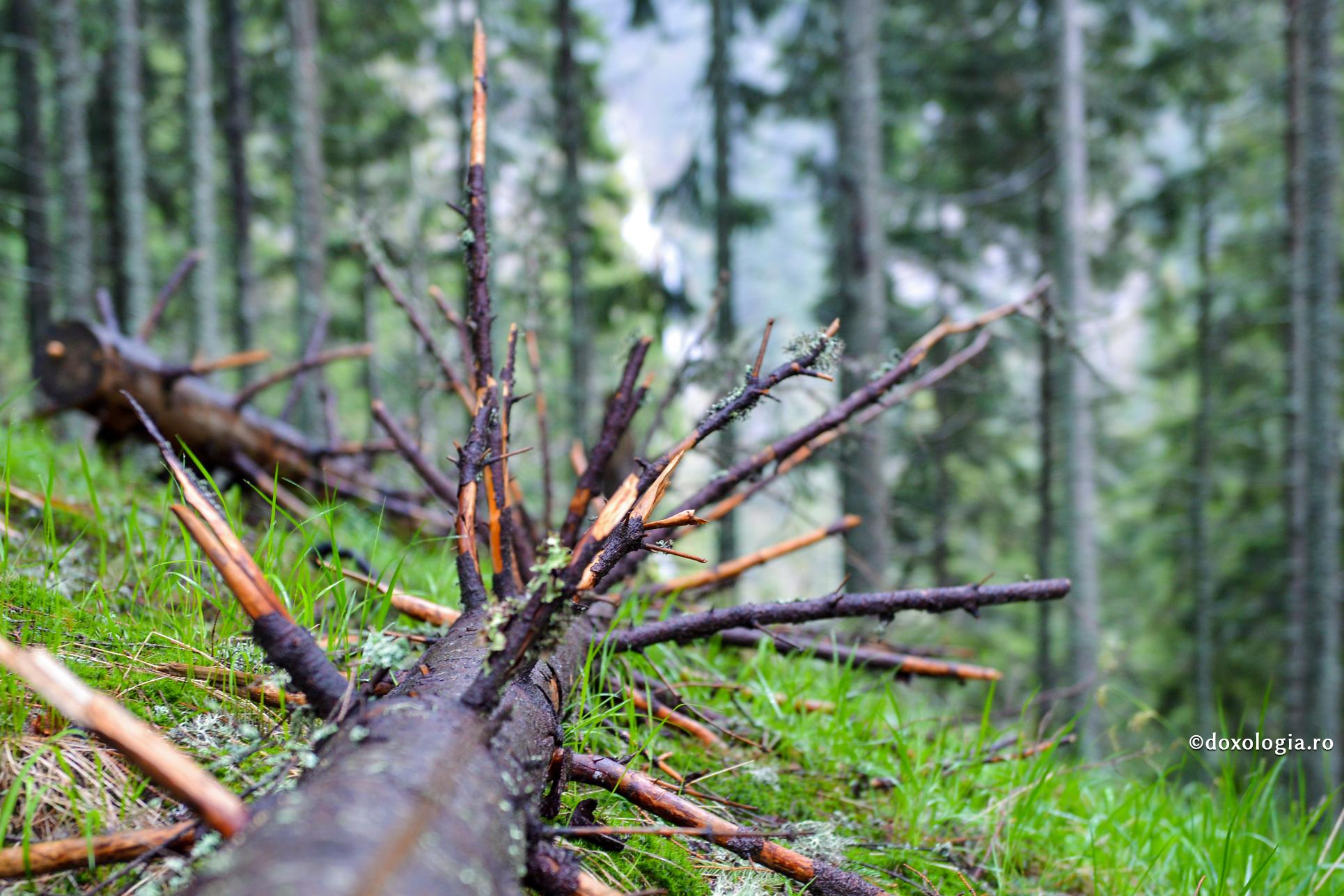 În spatele oricărei căderi se află păcatul mândriei