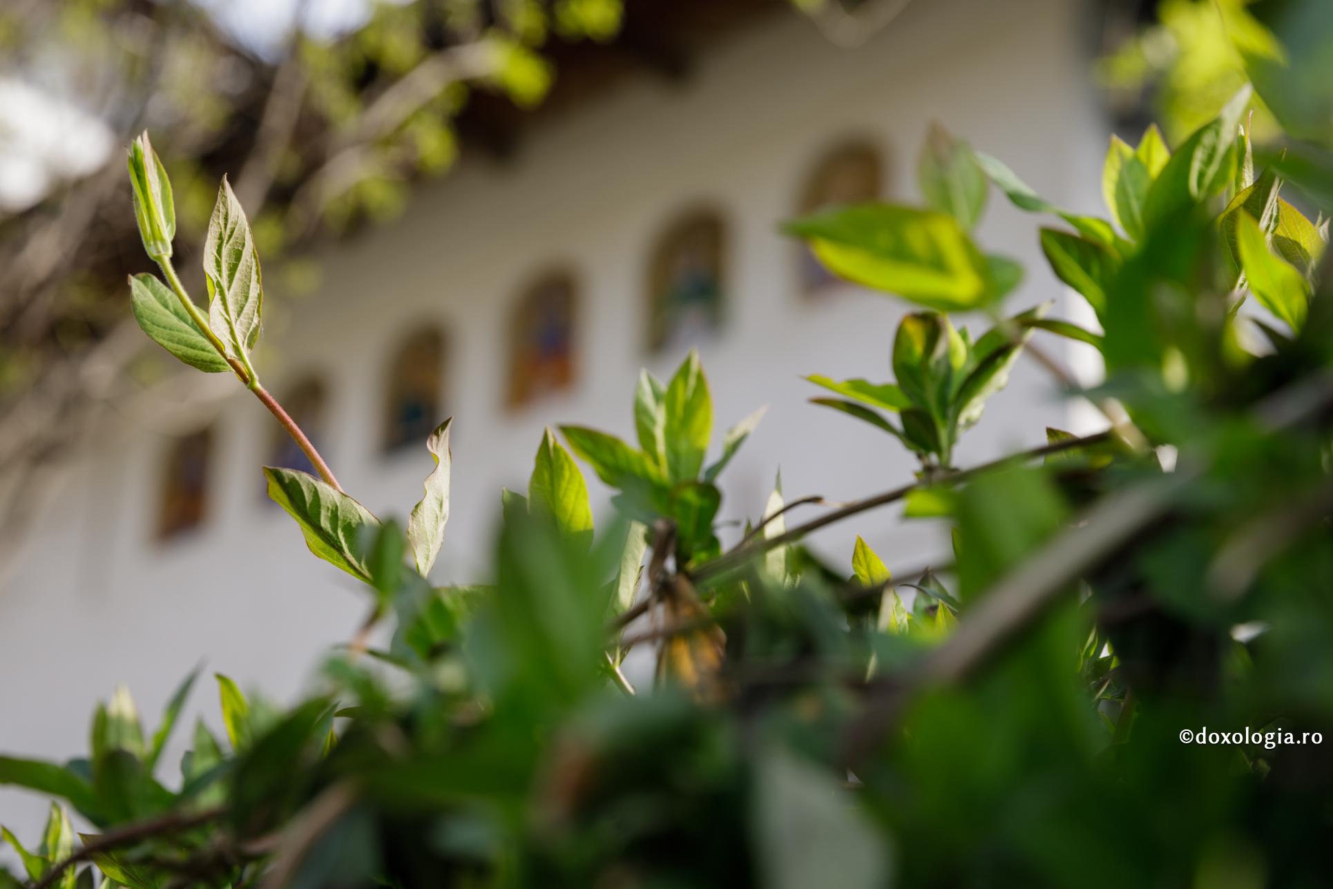 Foto: Oana Nechifor Vremea cernerii – viața bisericii și viața credincioșilor în biserici