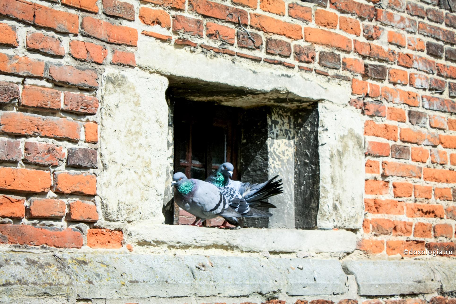 Fiți înțelepți ca șerpii și blânzi ca porumbeii! / Foto: Andreea Trandafir porumbei