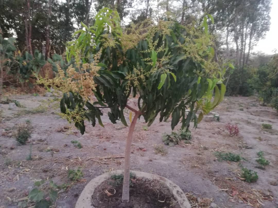 Cu gândul la grădinile din România, îngrijim grădina Centrului Misionar din Kidamali Cu gândul la grădinile din România, îngrijim grădina Centrului Misionar din Kidamali