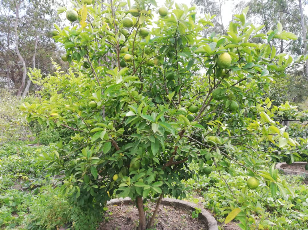 Cu gândul la grădinile din România, îngrijim grădina Centrului Misionar din Kidamali Cu gândul la grădinile din România, îngrijim grădina Centrului Misionar din Kidamali