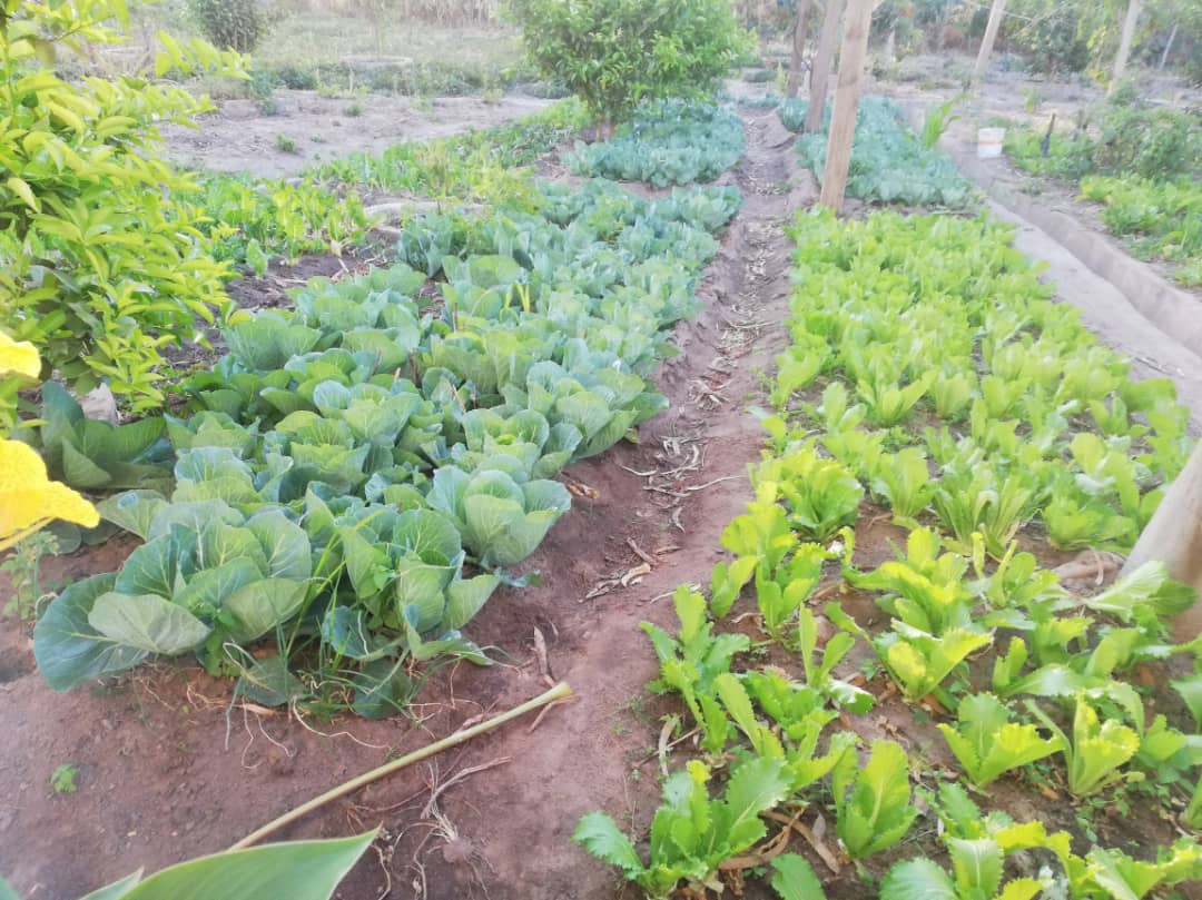 Cu gândul la grădinile din România, îngrijim grădina Centrului Misionar din Kidamali