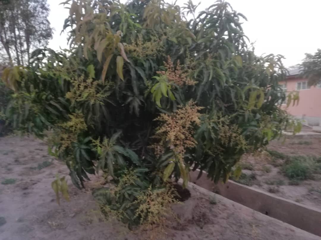 Cu gândul la grădinile din România, îngrijim grădina Centrului Misionar din Kidamali Cu gândul la grădinile din România, îngrijim grădina Centrului Misionar din Kidamali