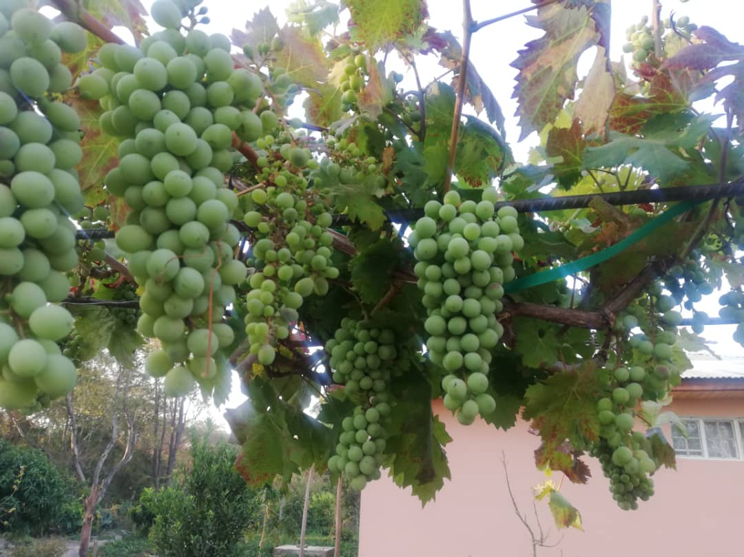 Cu gândul la grădinile din România, îngrijim grădina Centrului Misionar din Kidamali Cu gândul la grădinile din România, îngrijim grădina Centrului Misionar din Kidamali