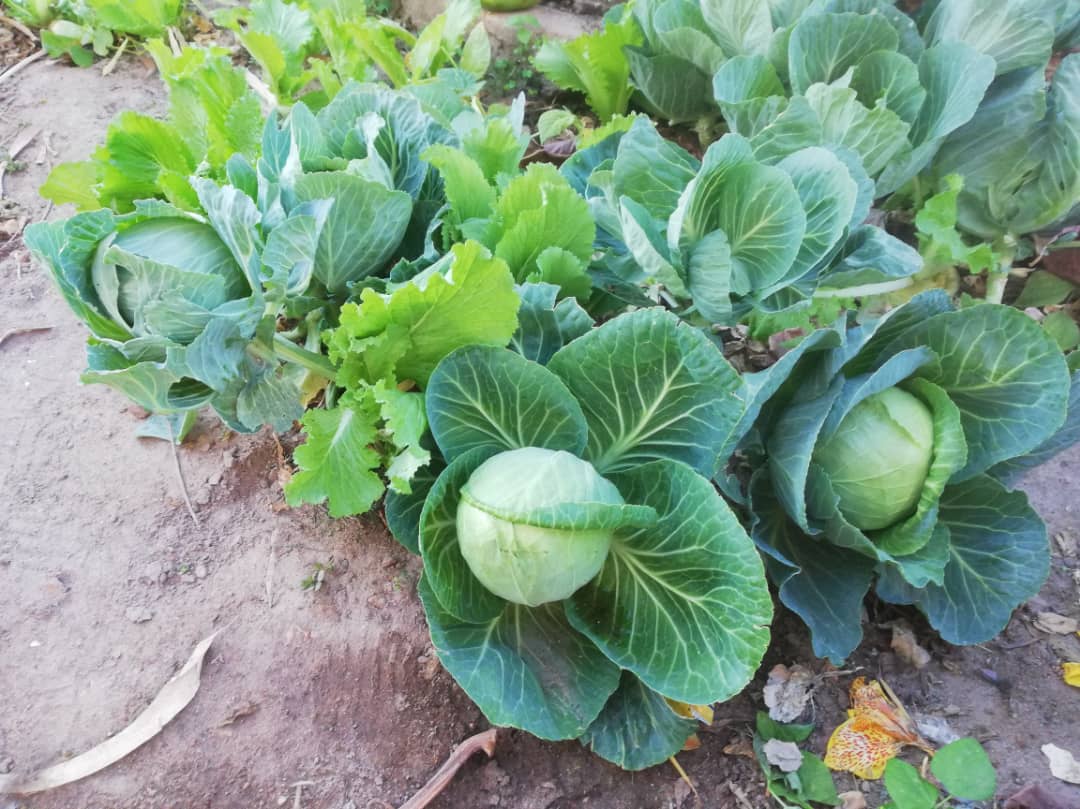 Cu gândul la grădinile din România, îngrijim grădina Centrului Misionar din Kidamali Cu gândul la grădinile din România, îngrijim grădina Centrului Misionar din Kidamali