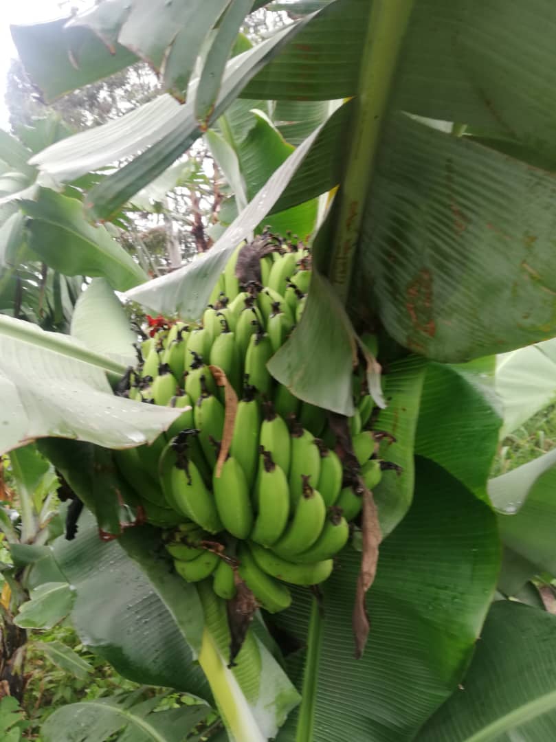 Cu gândul la grădinile din România, îngrijim grădina Centrului Misionar din Kidamali Cu gândul la grădinile din România, îngrijim grădina Centrului Misionar din Kidamali