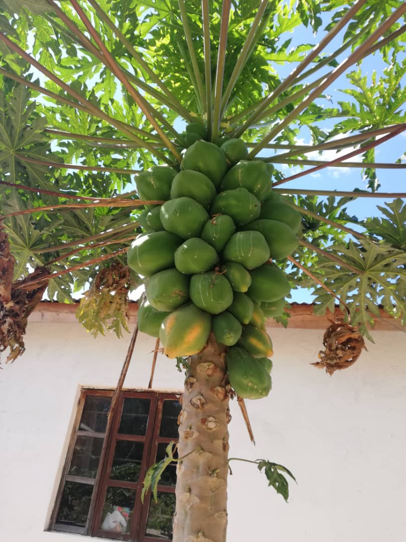 Cu gândul la grădinile din România, îngrijim grădina Centrului Misionar din Kidamali Cu gândul la grădinile din România, îngrijim grădina Centrului Misionar din Kidamali