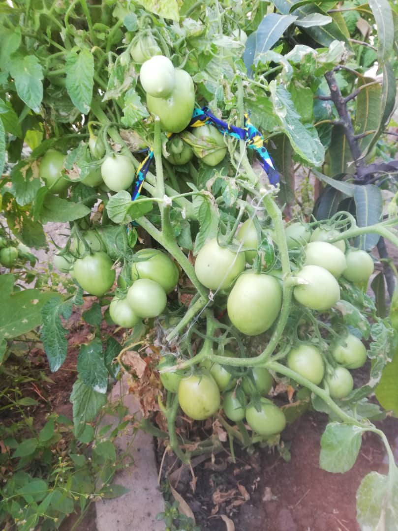 Cu gândul la grădinile din România, îngrijim grădina Centrului Misionar din Kidamali Cu gândul la grădinile din România, îngrijim grădina Centrului Misionar din Kidamali