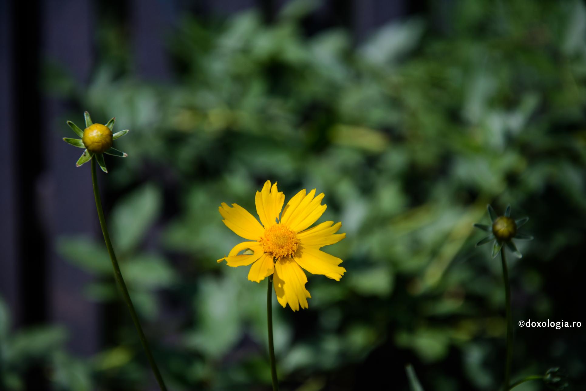 Dragostea adevărată – să-i iubim pe toți, fără deosebire