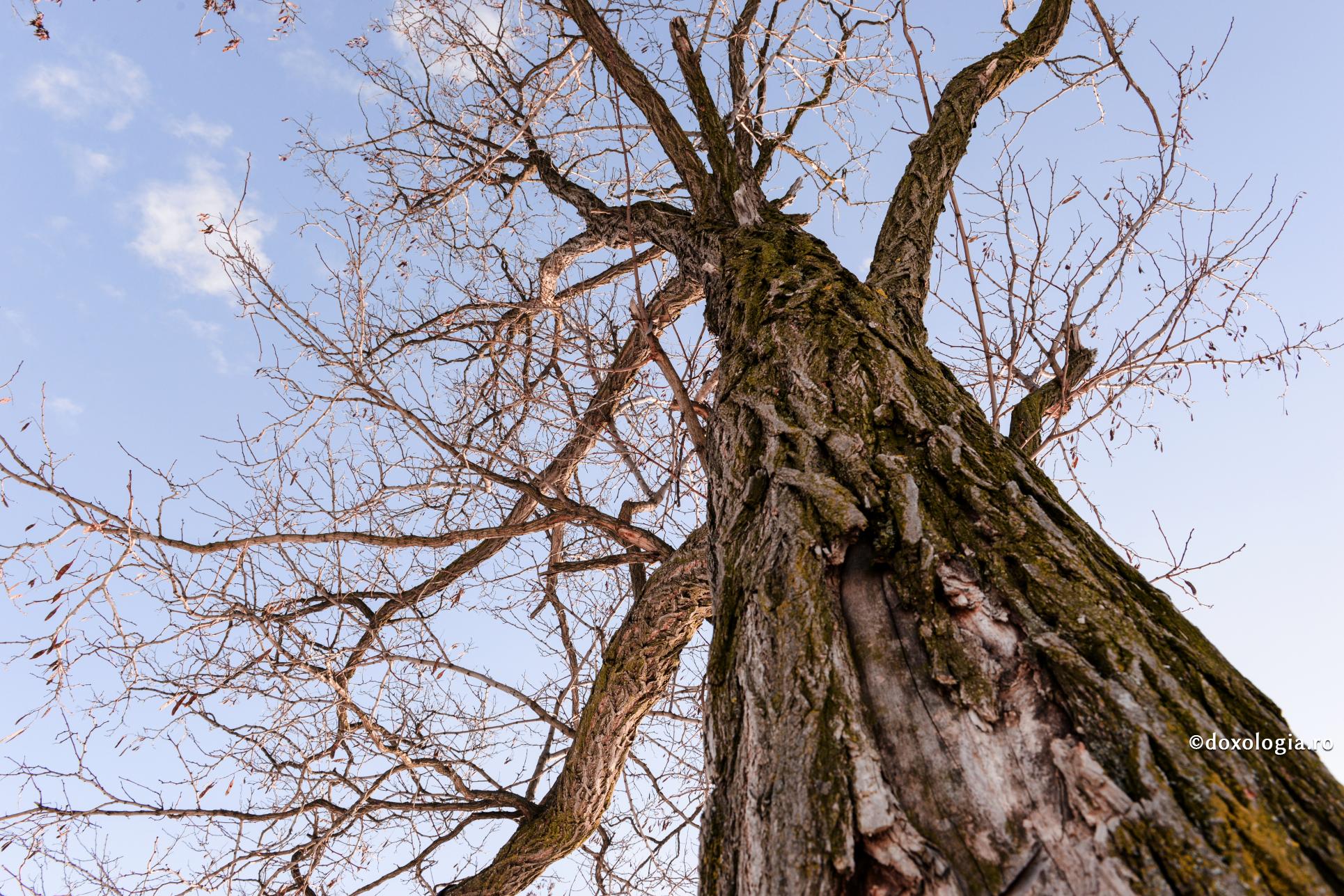 Mândria îl lipsește pe om de nădejdea mân­tuirii