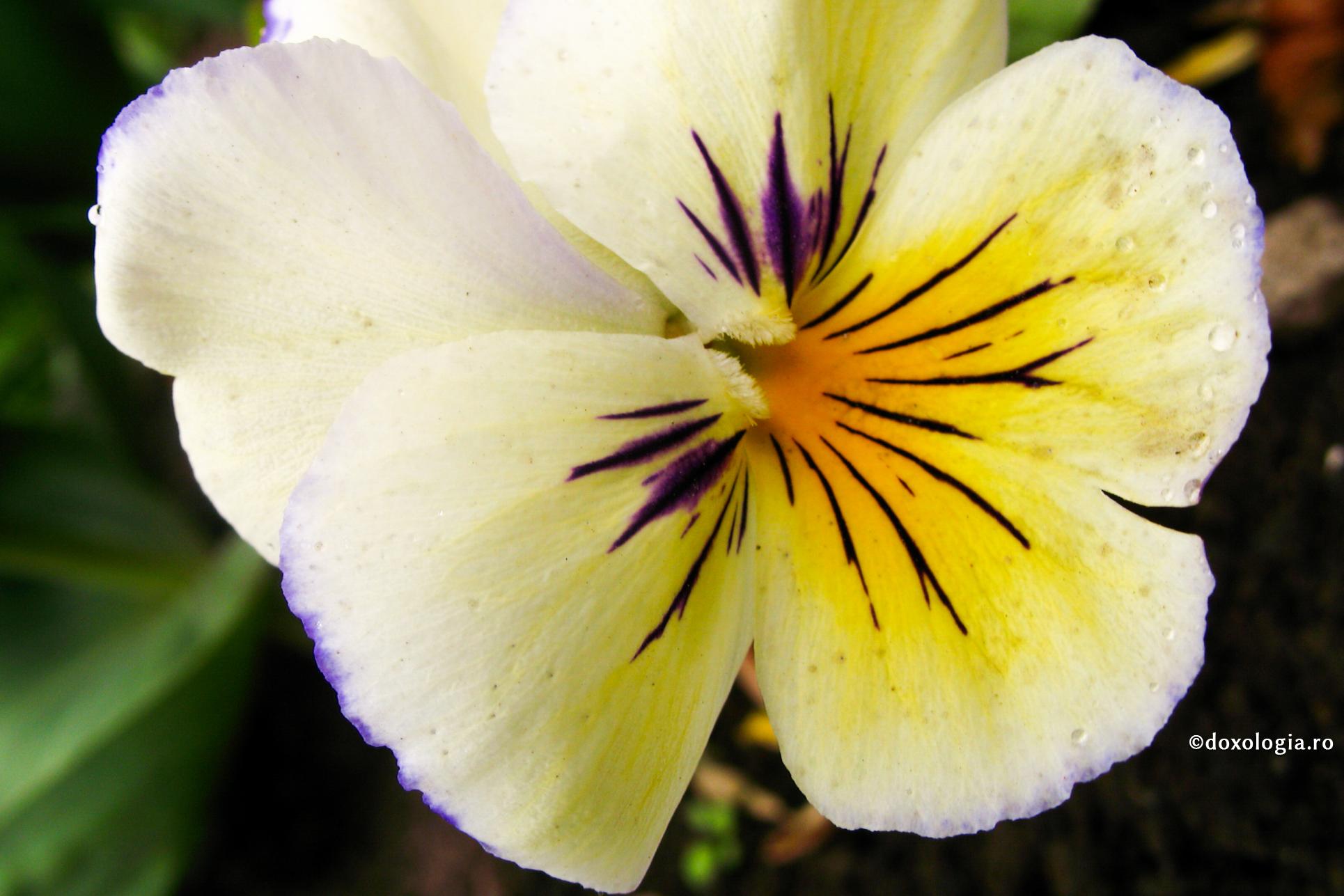 Nu este păcat mai urât înaintea lui Dumnezeu decât mândria