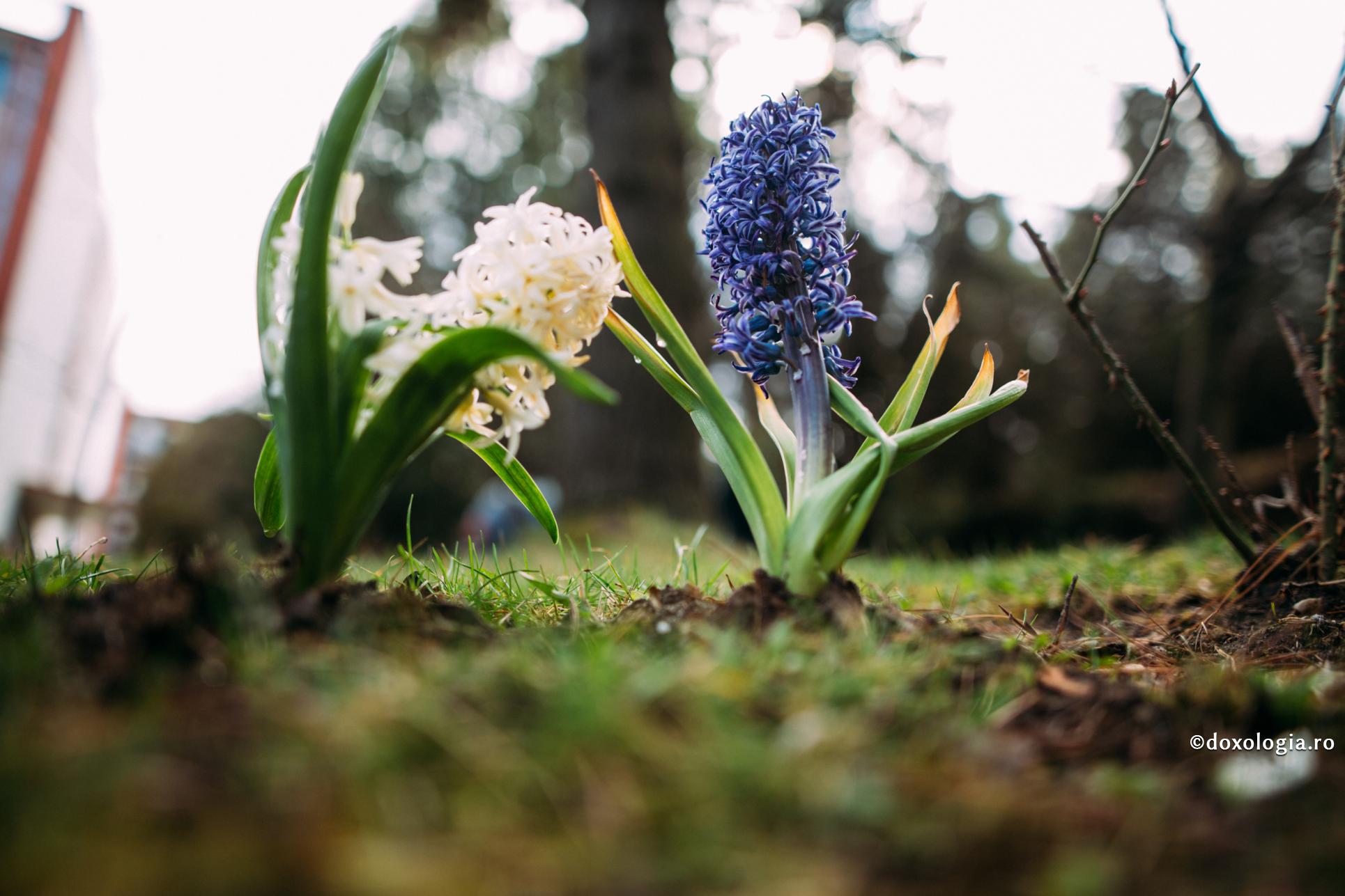 Lauda și mustrarea, atent folosite, modelează frumos omul