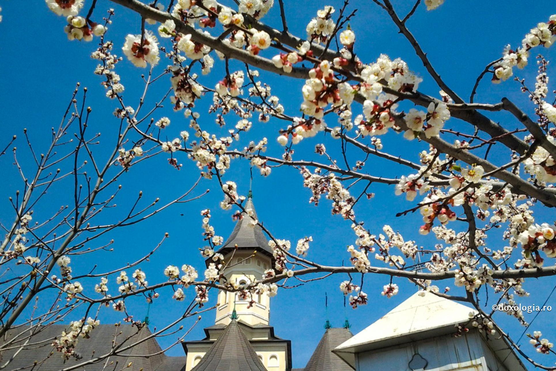 copac înflorit