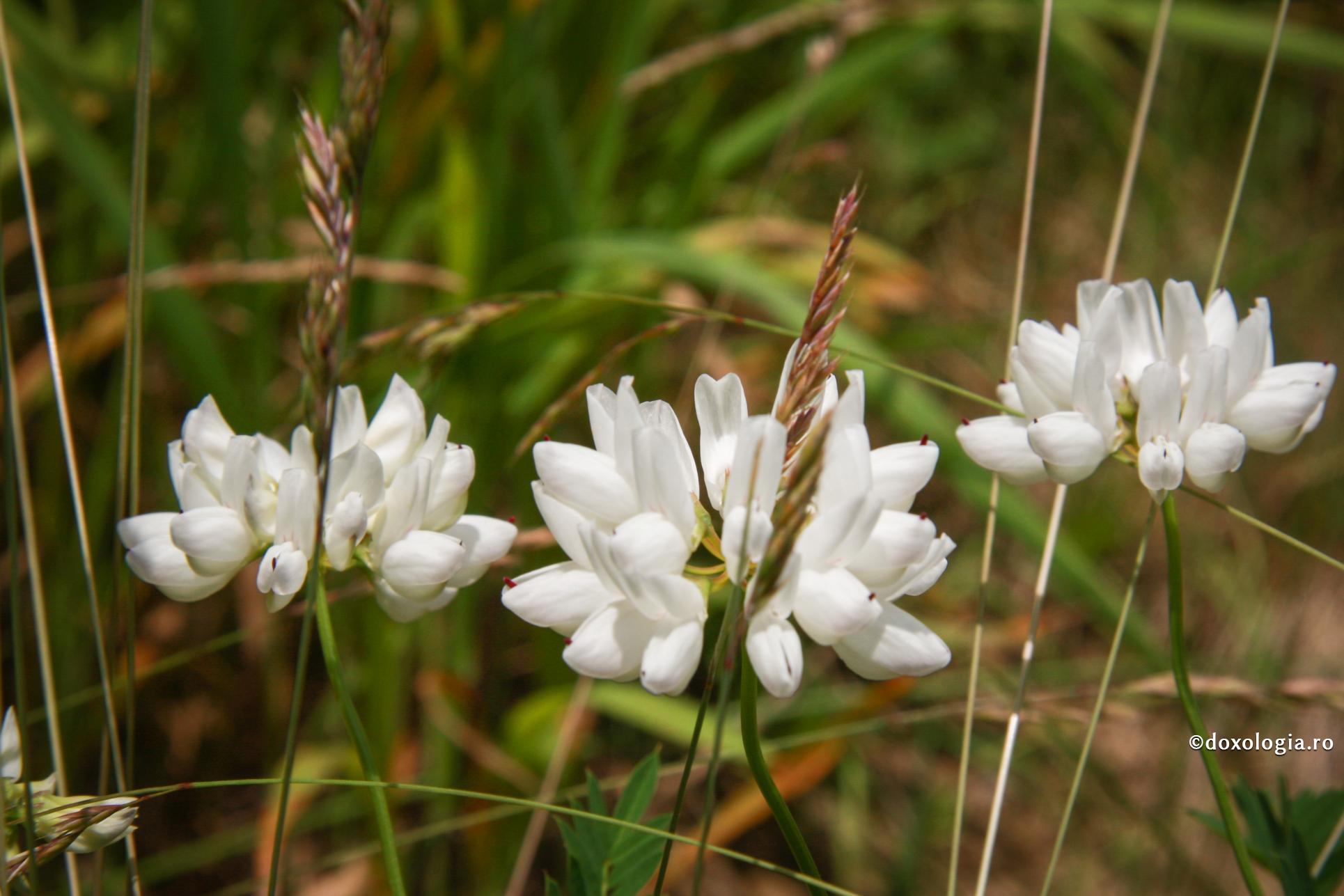 Ce este simplitatea cea „întru Hristos”?