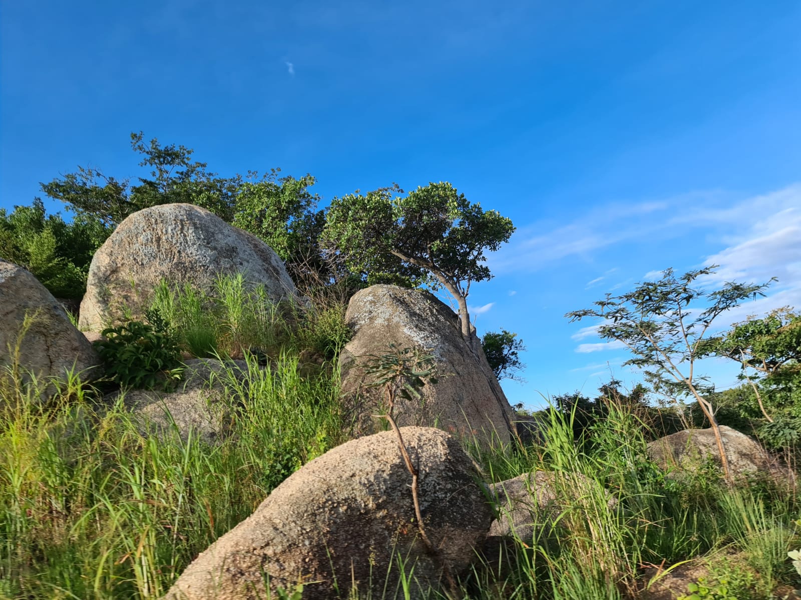 Ilala Simba sau.... unde doarme leul