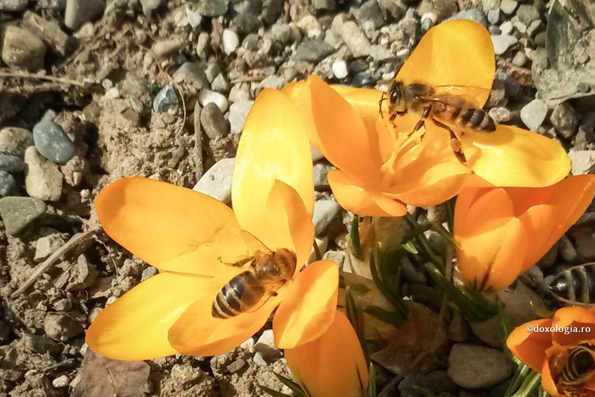 Cum știm dacă am ajuns la măsura desăvârșirii?