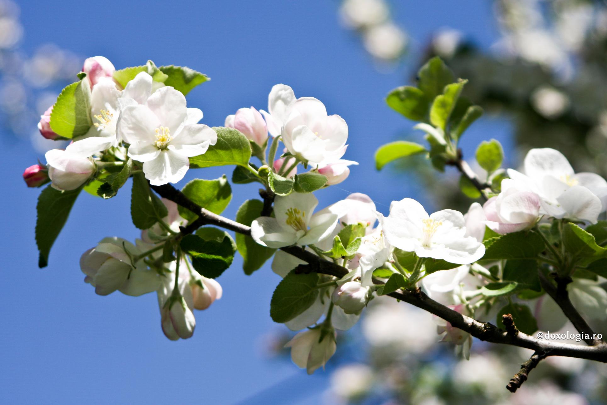 Raiul, locul de odihnă în care nu există durerea, întristarea și suspinul