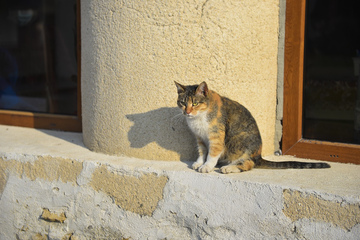 IPS Mitropolit Teofan, la Mănăstirea Hlincea: „Biserica Ortodoxă este cunoașterea lui Dumnezeu”