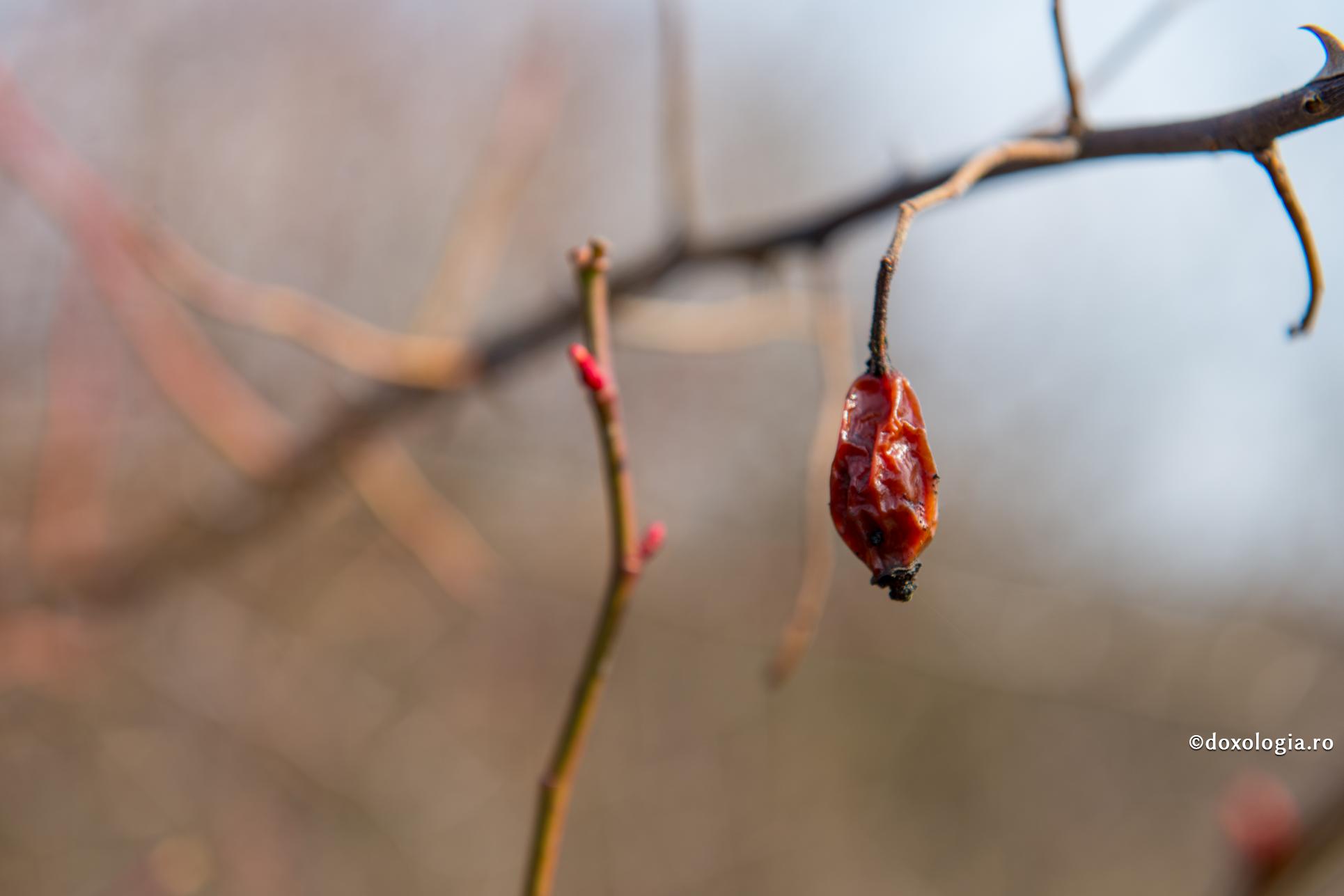 Care sunt păcatele împotriva Duhului Sfânt?