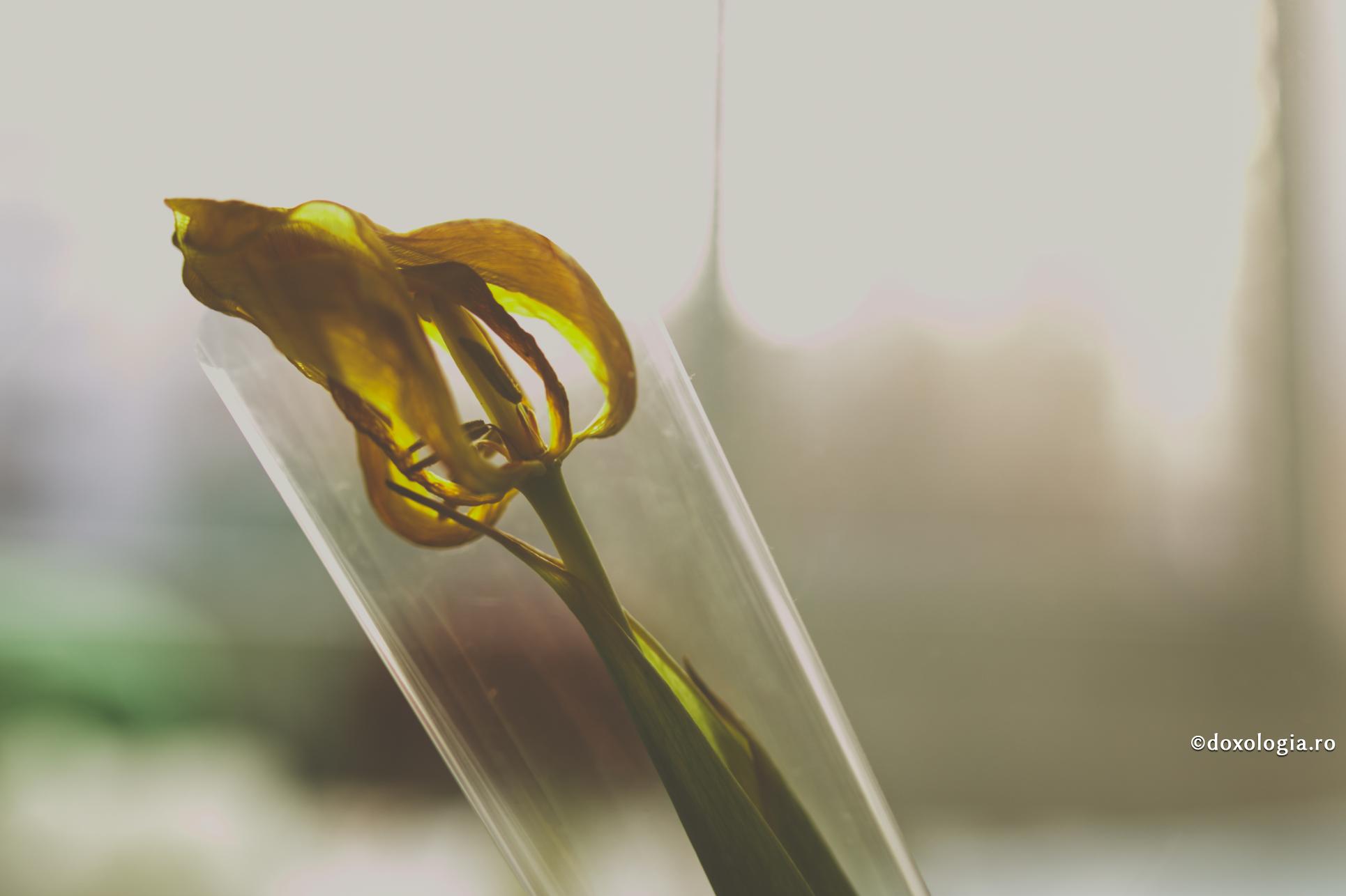 Nenorociţii de noi...