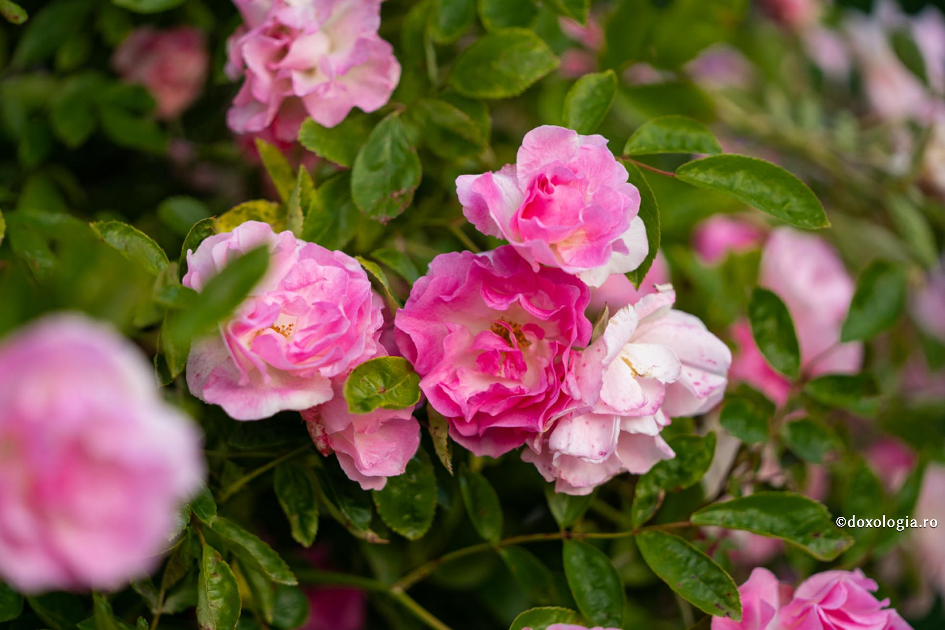 O iubire fără răbdare, pretențioasă și constrângătoare obosește