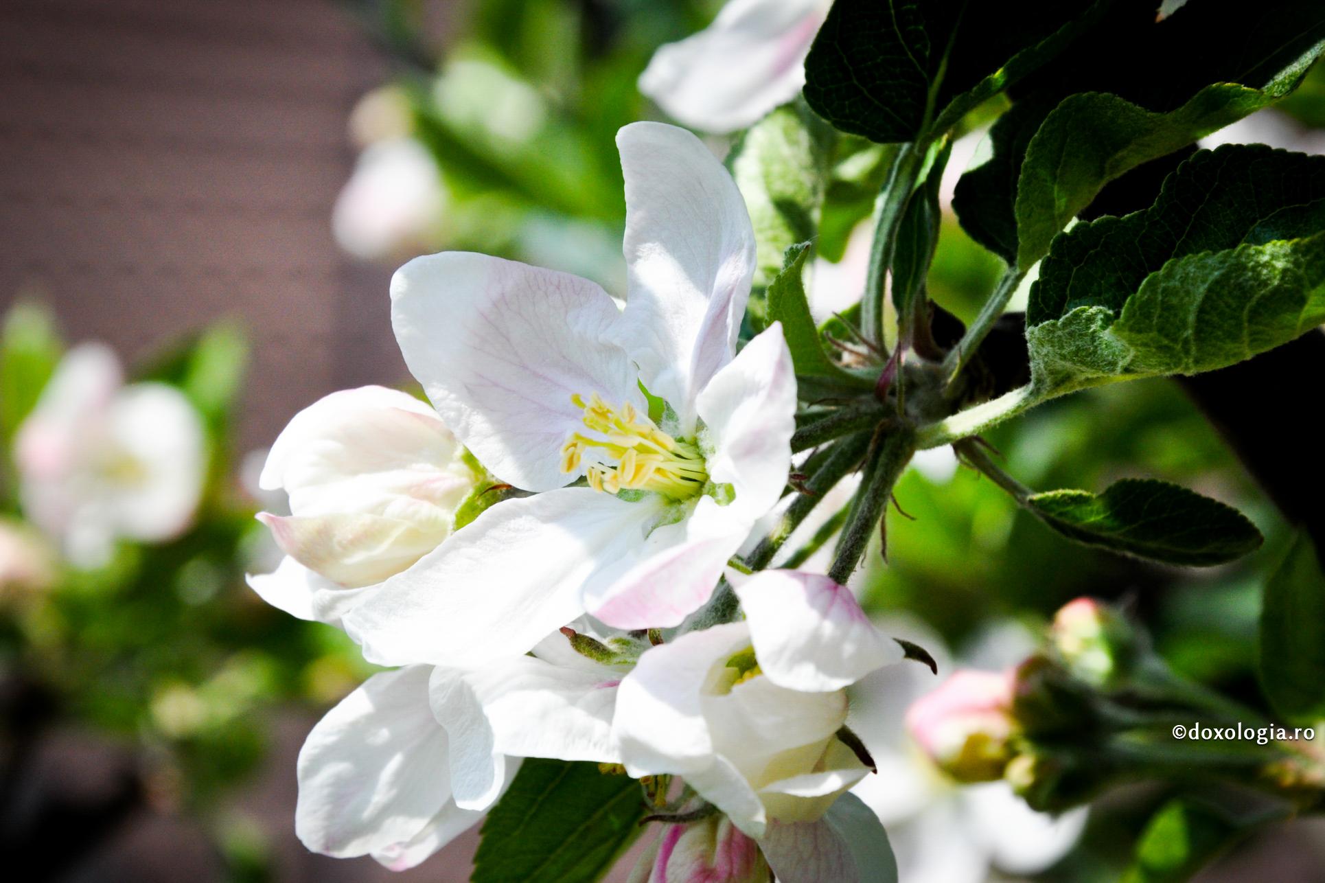 Recompensa în lupta cu gândurile rele este cea mai adâncă pace
