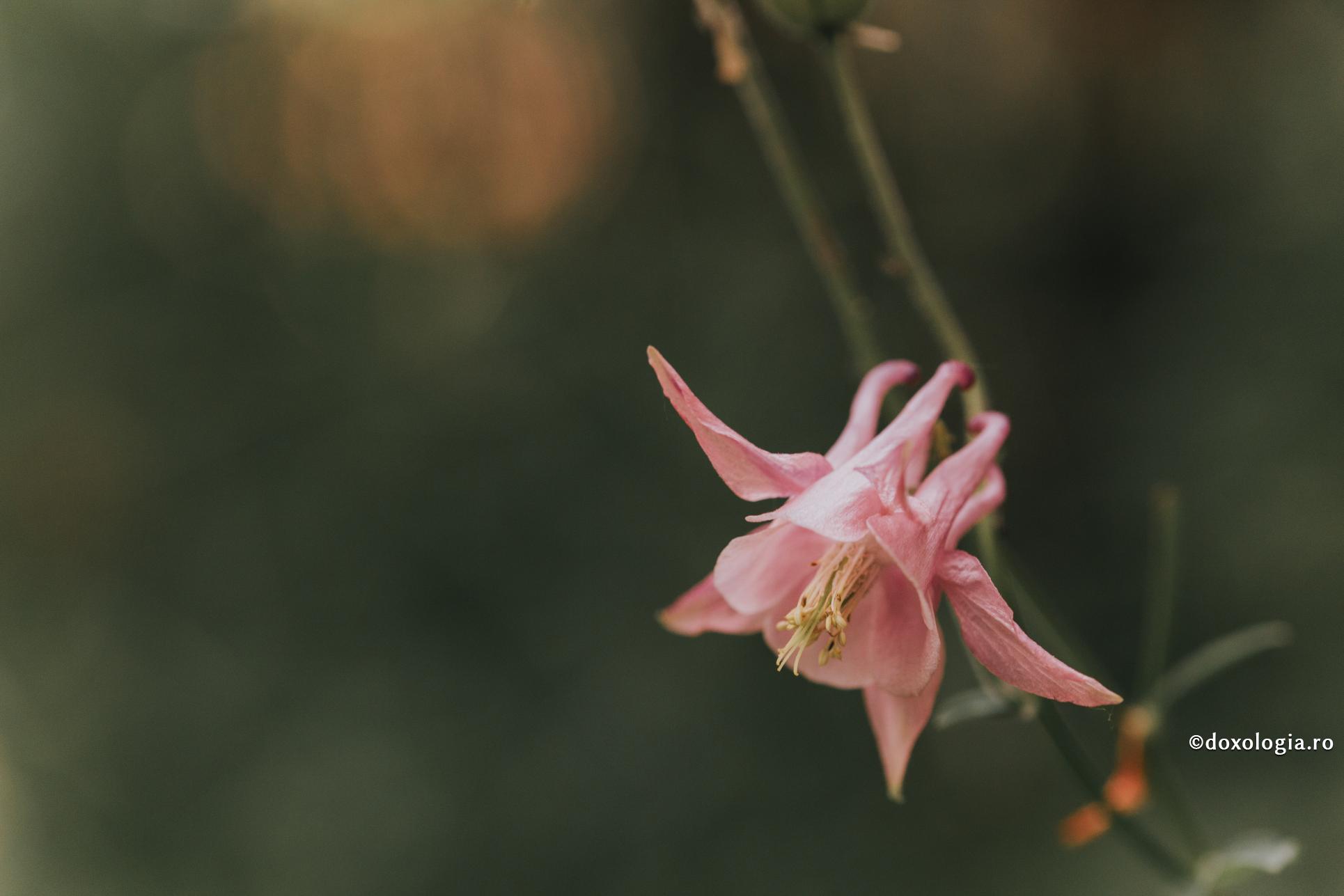 Unui tânăr care s-a îngrijorat pentru prietenul său vanitos