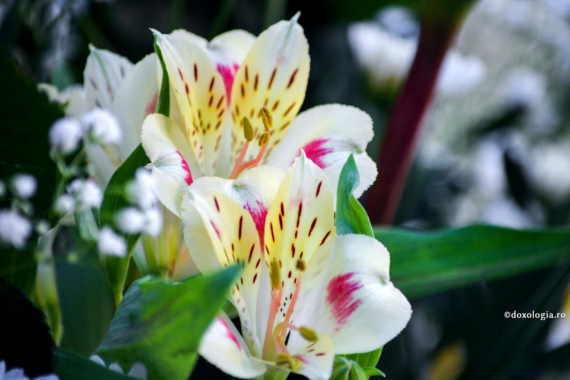 Conștiința, prin natura ei, nu aprobă niciodată viciul și păcatul