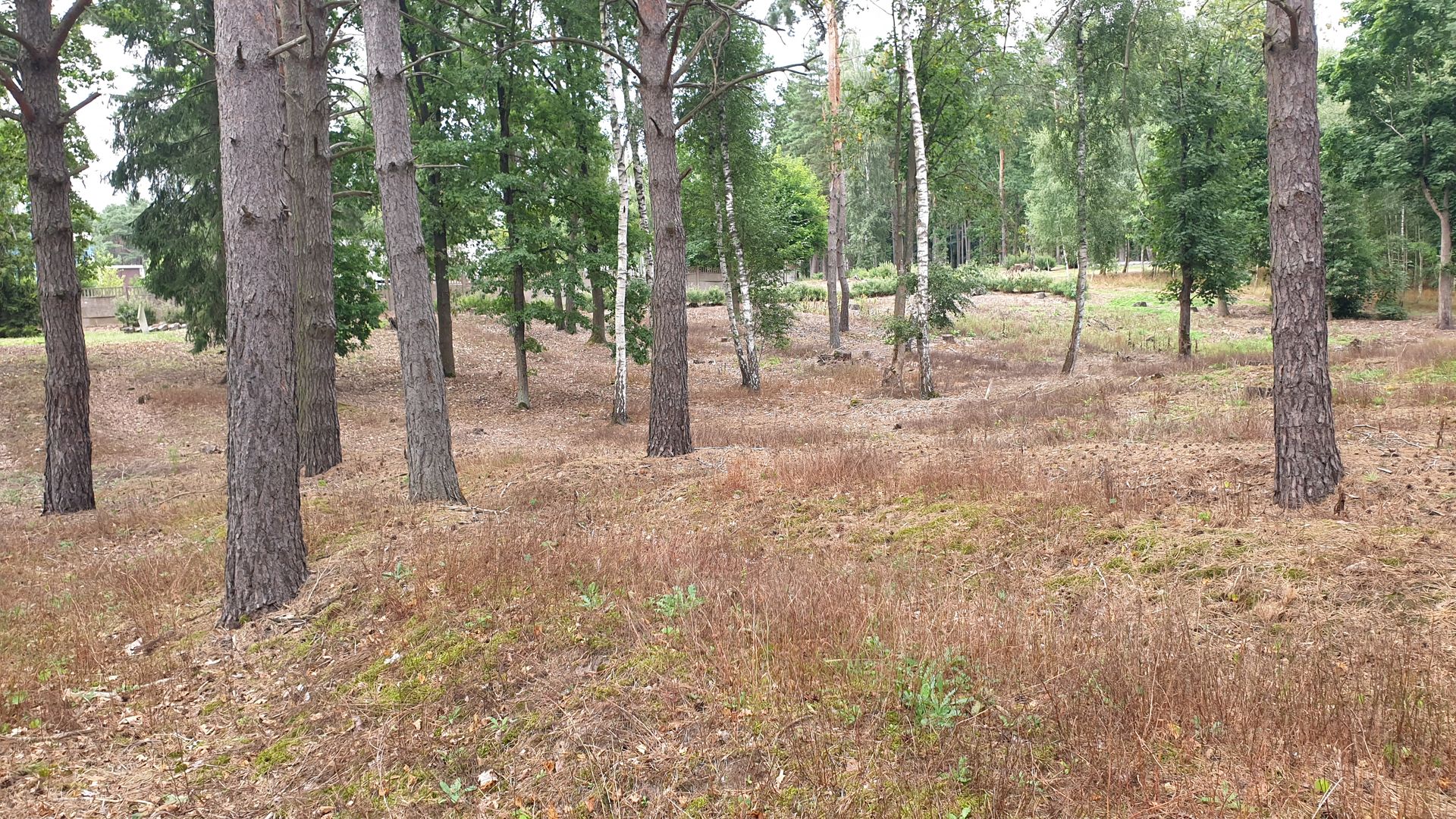 Cimitirul prizonierilor de război din Tuchola – morminte ale soldaților români în Polonia (II)