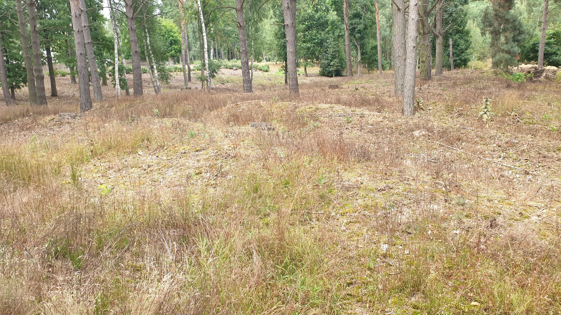 Cimitirul prizonierilor de război din Tuchola – morminte ale soldaților români în Polonia (II)