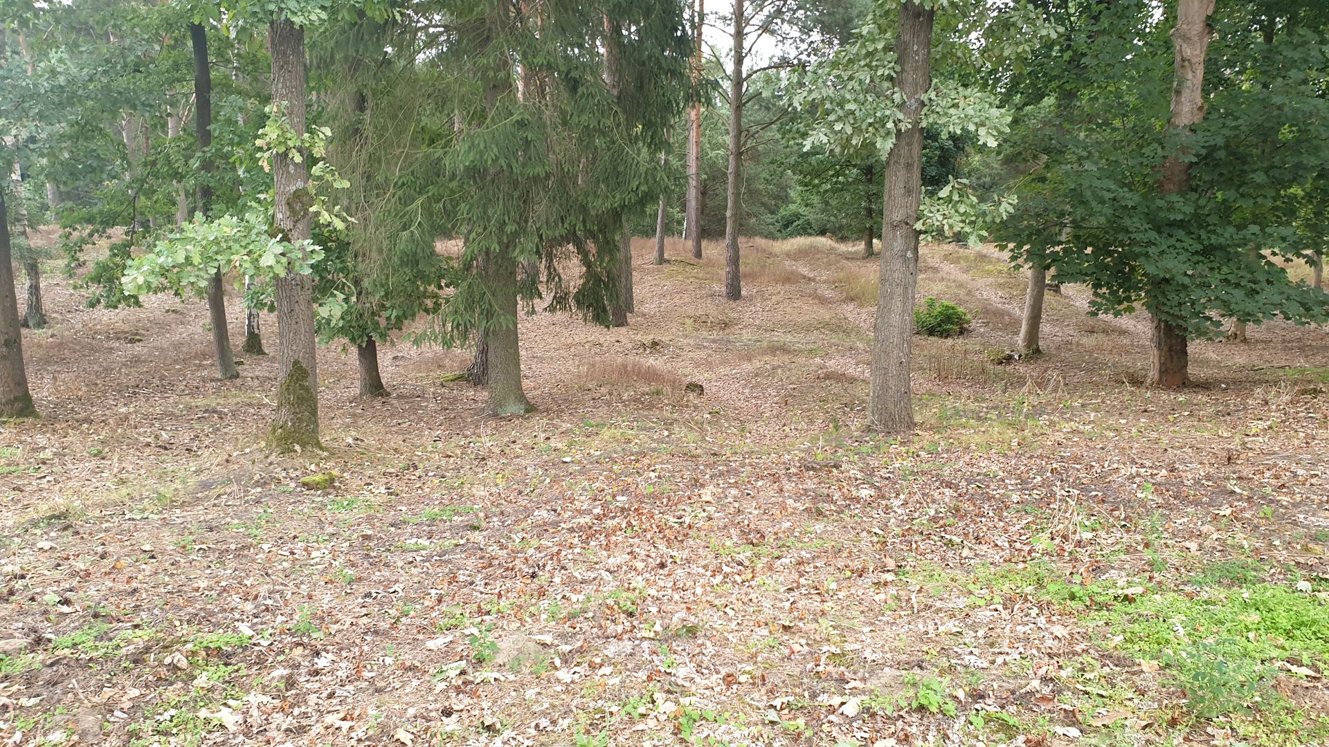 Cimitirul prizonierilor de război din Tuchola – morminte ale soldaților români în Polonia (II)