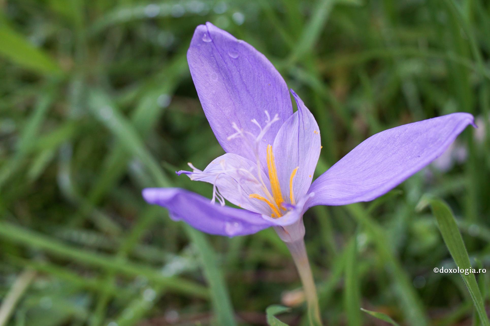 Mândria poate fi pricina unor lupte grele și a înfrângerii noastre