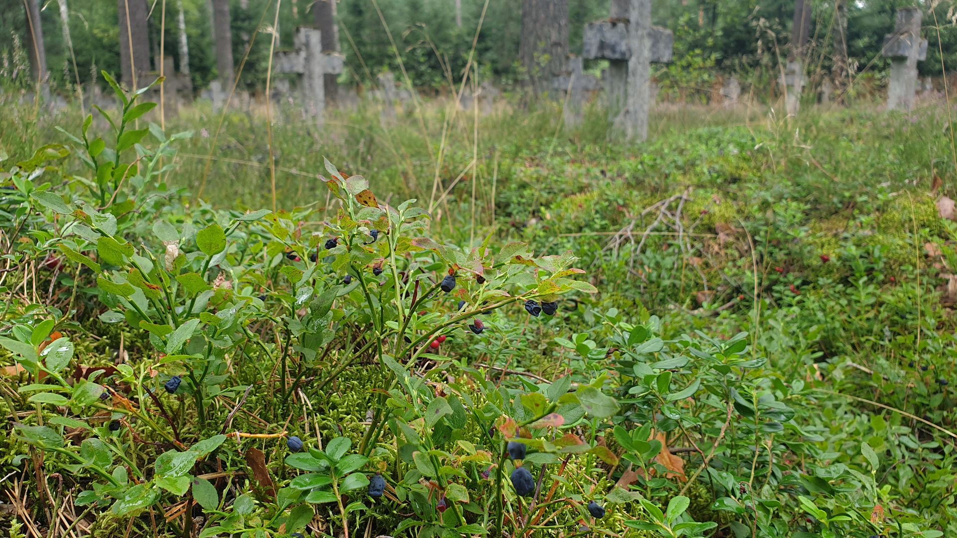 Cimitirul prizonierilor de război din Czersk – morminte ale soldaților români în Polonia (III)